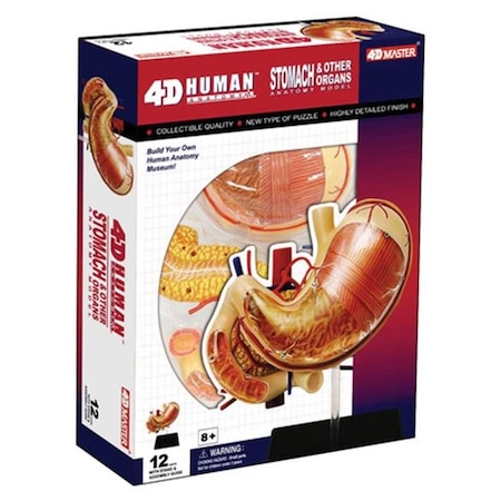 Tedco Toys Tedco Toys 26065 4D Human Anatomy Stomach & Other Organs 26065